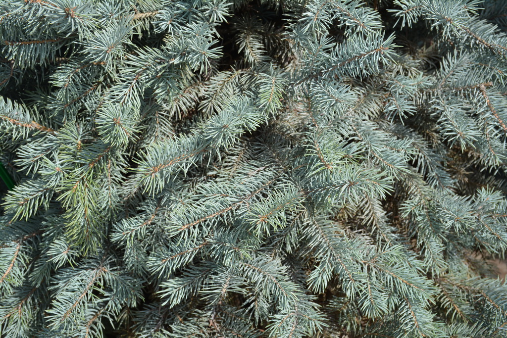 Picea pungens `Super Blue Seedling`_100-125_2022.04.25 (8).JPG